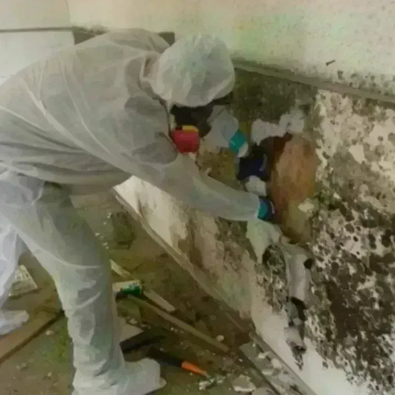 Mold Remediation and Removal in Pooler, GA